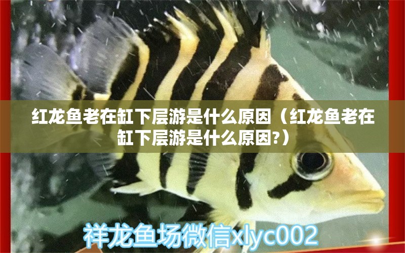 紅龍魚(yú)老在缸下層游是什么原因（紅龍魚(yú)老在缸下層游是什么原因?） 印尼紅龍魚(yú)