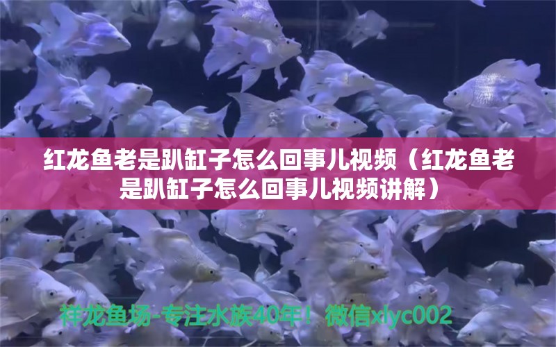 紅龍魚老是趴缸子怎么回事兒視頻（紅龍魚老是趴缸子怎么回事兒視頻講解）