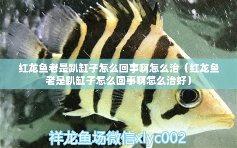 紅龍魚老是趴缸子怎么回事啊怎么治（紅龍魚老是趴缸子怎么回事啊怎么治好）