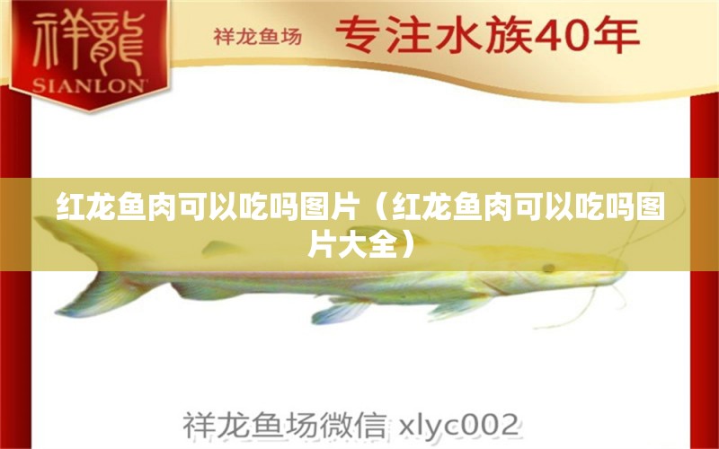 紅龍魚肉可以吃嗎圖片（紅龍魚肉可以吃嗎圖片大全） 龍魚百科