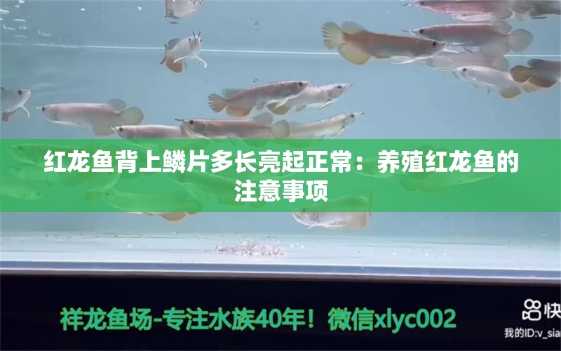 紅龍魚背上鱗片多長(zhǎng)亮起正常：養(yǎng)殖紅龍魚的注意事項(xiàng) 龍魚百科 第2張