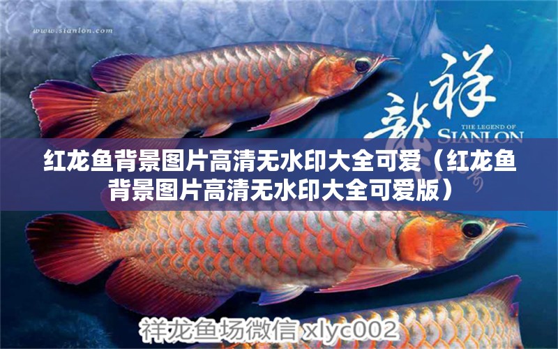 紅龍魚(yú)背景圖片高清無(wú)水印大全可愛(ài)（紅龍魚(yú)背景圖片高清無(wú)水印大全可愛(ài)版）