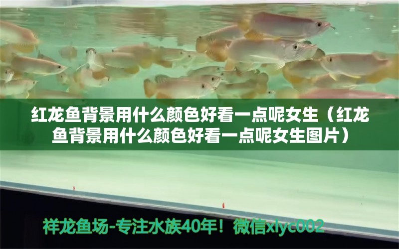 紅龍魚背景用什么顏色好看一點(diǎn)呢女生（紅龍魚背景用什么顏色好看一點(diǎn)呢女生圖片） 龍魚百科