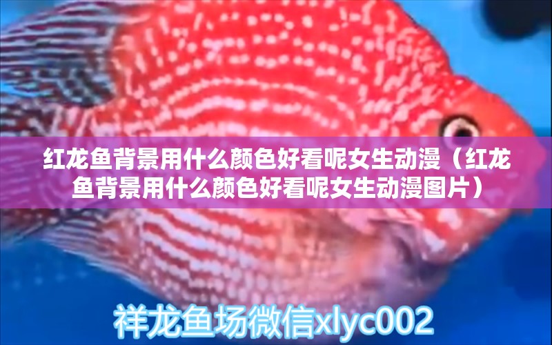 紅龍魚背景用什么顏色好看呢女生動漫（紅龍魚背景用什么顏色好看呢女生動漫圖片） 龍魚百科