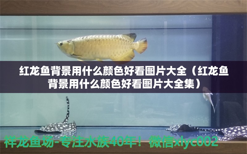 紅龍魚背景用什么顏色好看圖片大全（紅龍魚背景用什么顏色好看圖片大全集）