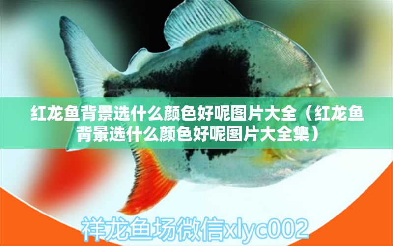 紅龍魚背景選什么顏色好呢圖片大全（紅龍魚背景選什么顏色好呢圖片大全集） 龍魚百科