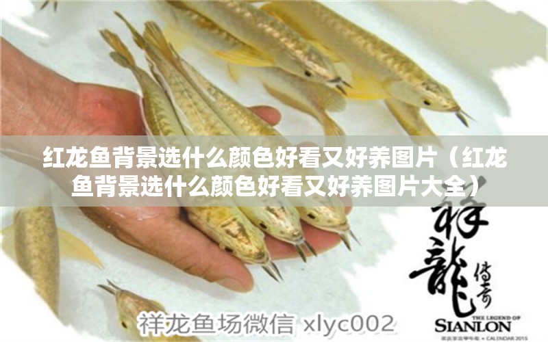 紅龍魚背景選什么顏色好看又好養(yǎng)圖片（紅龍魚背景選什么顏色好看又好養(yǎng)圖片大全） 龍魚百科