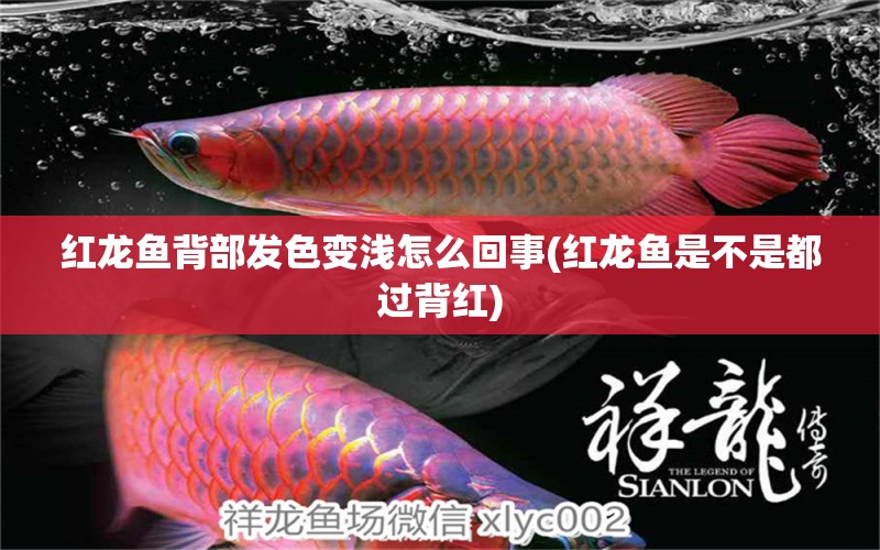 紅龍魚背部發(fā)色變淺怎么回事(紅龍魚是不是都過背紅) 藍(lán)帆三間魚