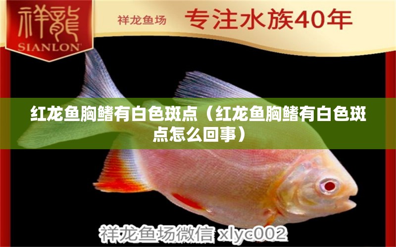 紅龍魚胸鰭有白色斑點（紅龍魚胸鰭有白色斑點怎么回事）