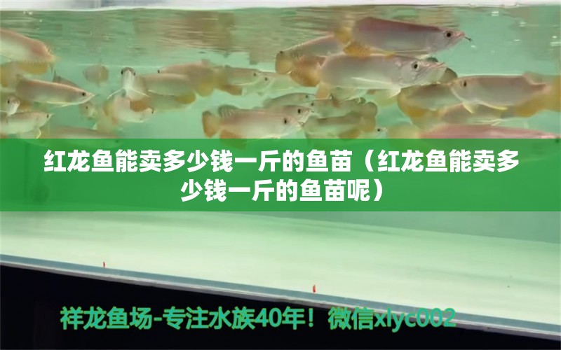 紅龍魚能賣多少錢一斤的魚苗（紅龍魚能賣多少錢一斤的魚苗呢） 龍魚百科