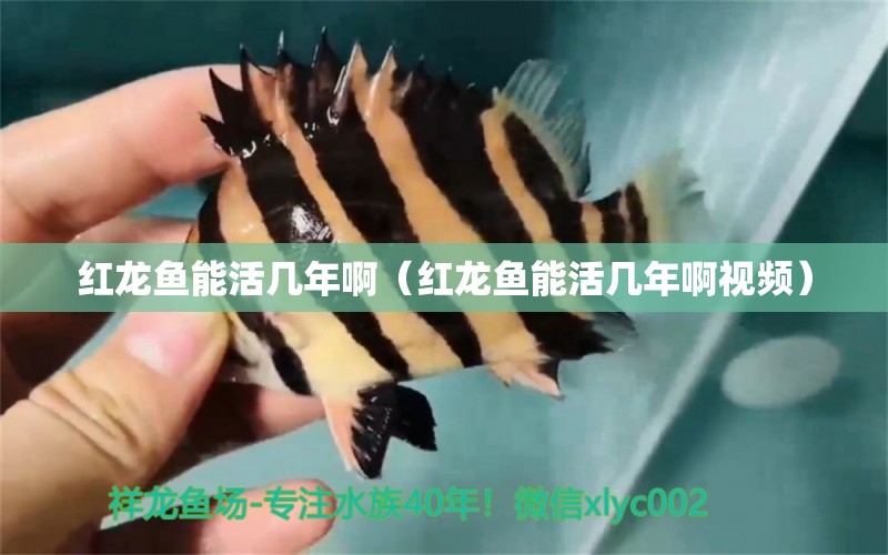 紅龍魚能活幾年?。t龍魚能活幾年啊視頻） 印尼紅龍魚