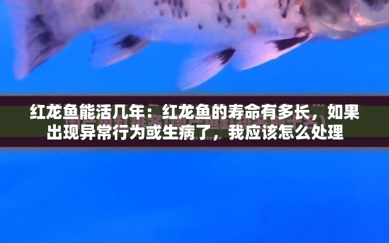 紅龍魚(yú)能活幾年：紅龍魚(yú)的壽命有多長(zhǎng)，如果出現(xiàn)異常行為或生病了，我應(yīng)該怎么處理 水族問(wèn)答 第2張