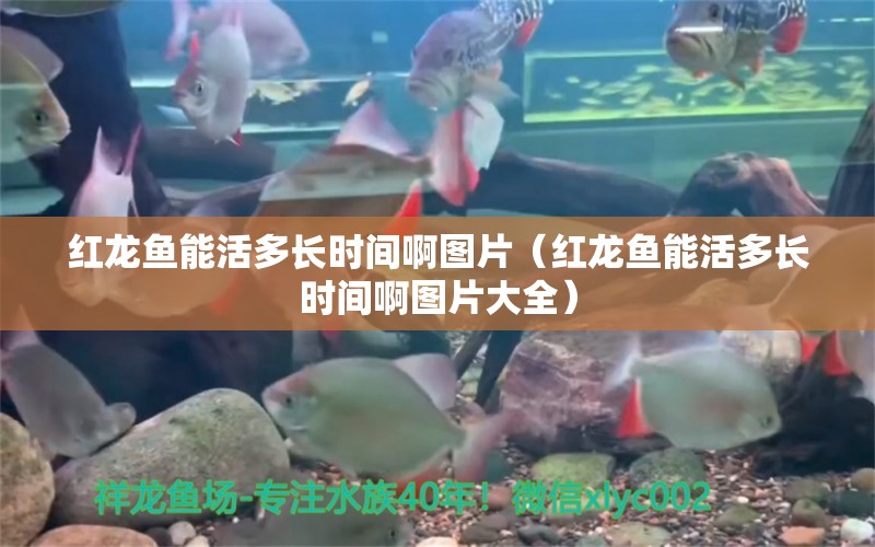 紅龍魚能活多長時間啊圖片（紅龍魚能活多長時間啊圖片大全）