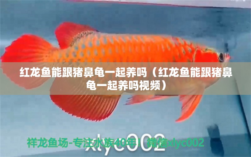 紅龍魚能跟豬鼻龜一起養(yǎng)嗎（紅龍魚能跟豬鼻龜一起養(yǎng)嗎視頻）