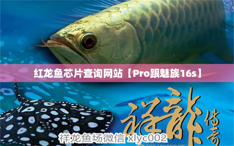 紅龍魚芯片查詢網(wǎng)站【Pro跟魅族16s】