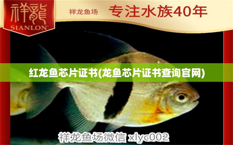 紅龍魚芯片證書(龍魚芯片證書查詢官網(wǎng))