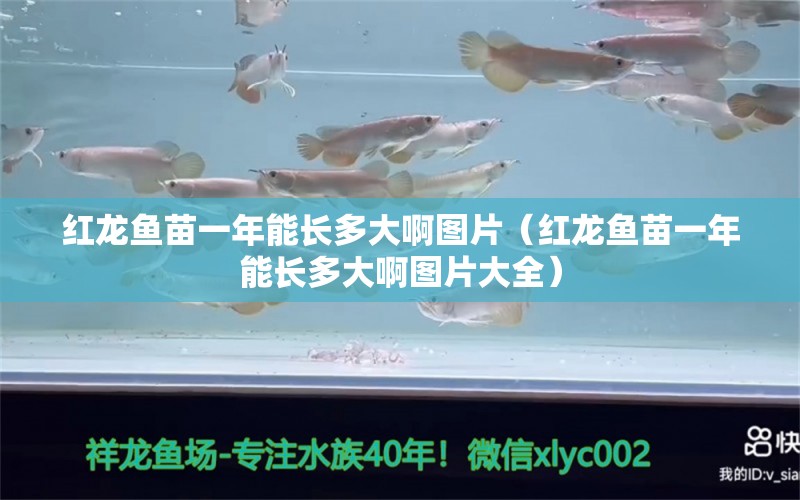 紅龍魚苗一年能長多大啊圖片（紅龍魚苗一年能長多大啊圖片大全）