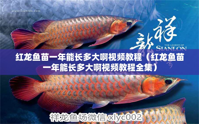 紅龍魚苗一年能長多大啊視頻教程（紅龍魚苗一年能長多大啊視頻教程全集）