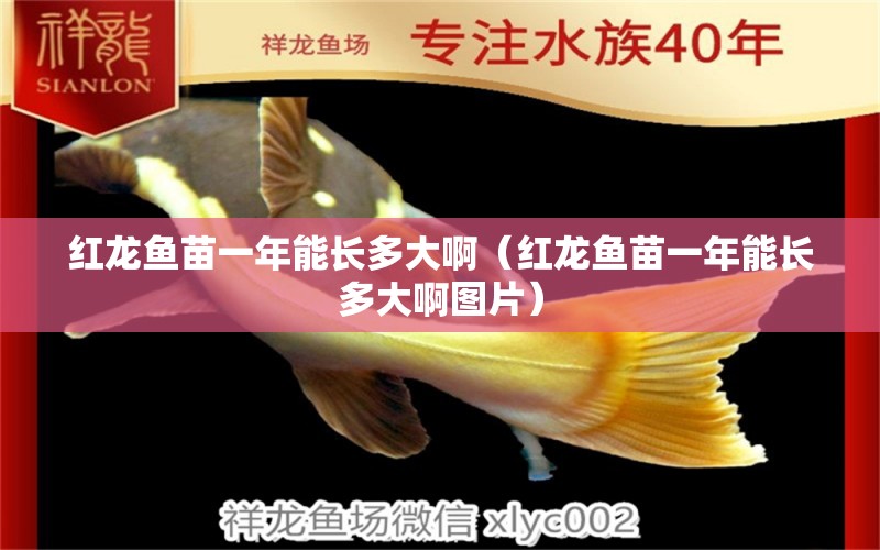 紅龍魚苗一年能長多大?。t龍魚苗一年能長多大啊圖片）