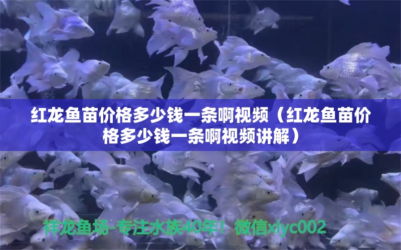 紅龍魚苗價(jià)格多少錢一條啊視頻（紅龍魚苗價(jià)格多少錢一條啊視頻講解） 印尼紅龍魚