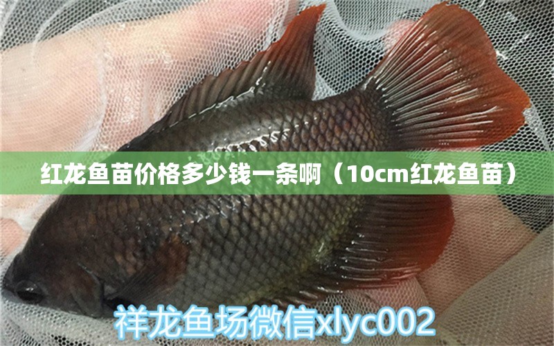 紅龍魚苗價(jià)格多少錢一條啊（10cm紅龍魚苗） 龍魚百科 第1張