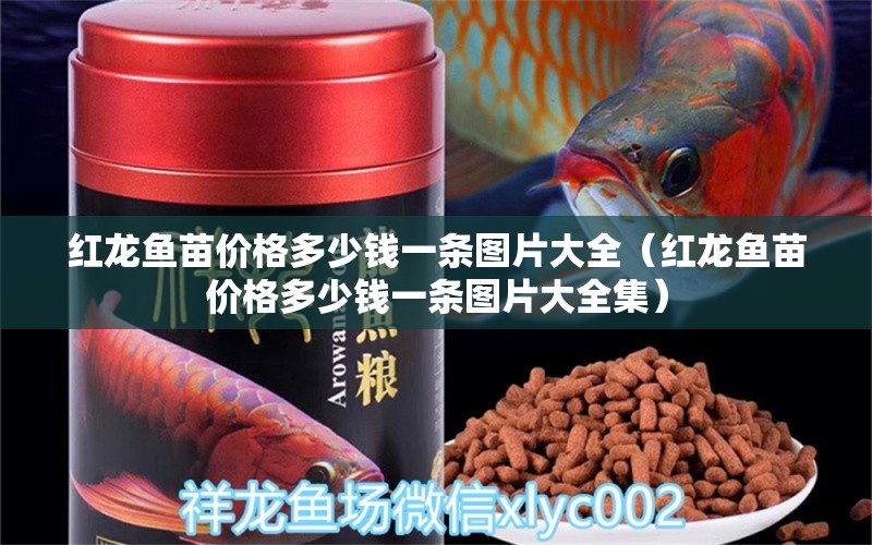 紅龍魚苗價格多少錢一條圖片大全（紅龍魚苗價格多少錢一條圖片大全集）