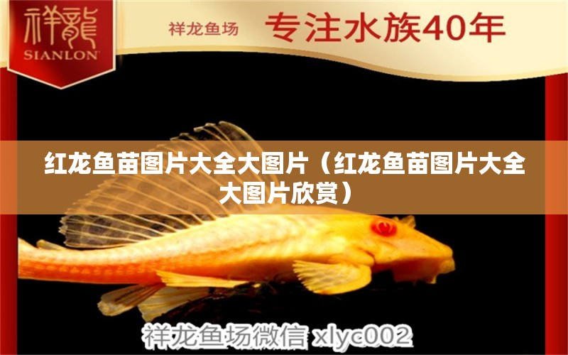 紅龍魚苗圖片大全大圖片（紅龍魚苗圖片大全大圖片欣賞）