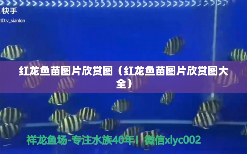 紅龍魚苗圖片欣賞圖（紅龍魚苗圖片欣賞圖大全）