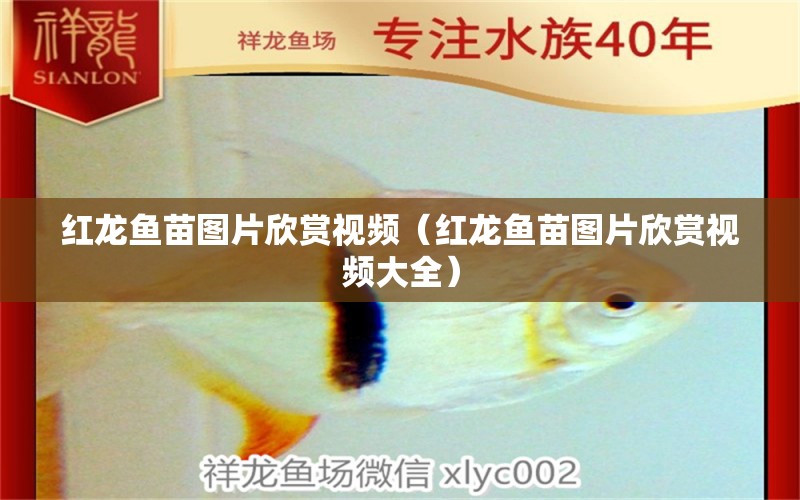 紅龍魚苗圖片欣賞視頻（紅龍魚苗圖片欣賞視頻大全）