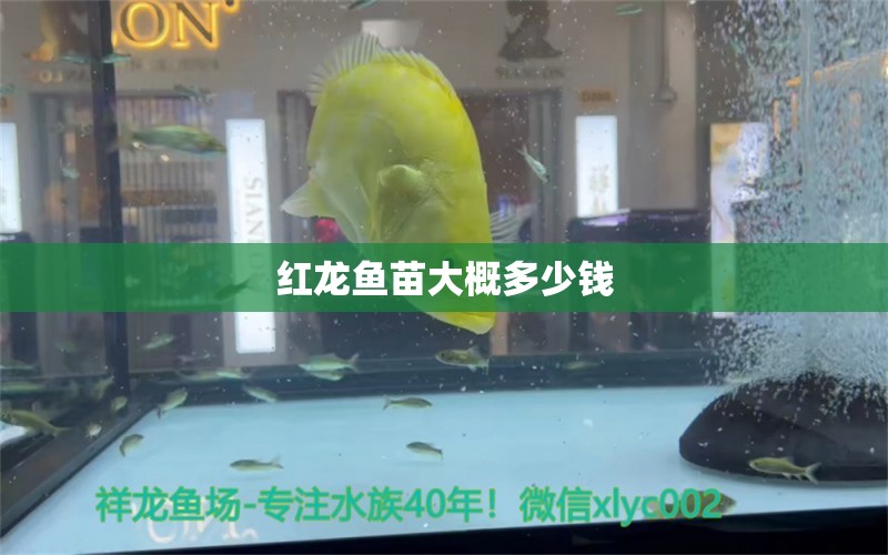 紅龍魚苗大概多少錢