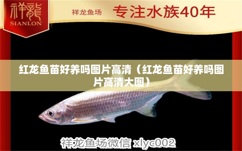 紅龍魚苗好養(yǎng)嗎圖片高清（紅龍魚苗好養(yǎng)嗎圖片高清大圖）