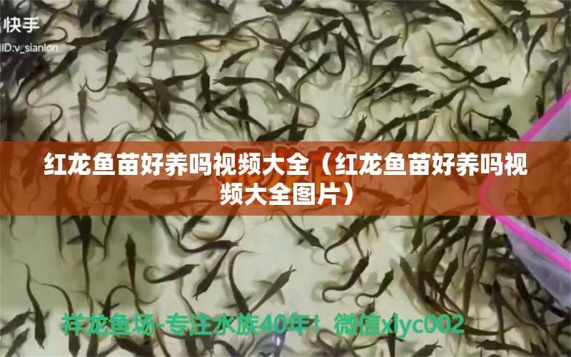 紅龍魚苗好養(yǎng)嗎視頻大全（紅龍魚苗好養(yǎng)嗎視頻大全圖片）