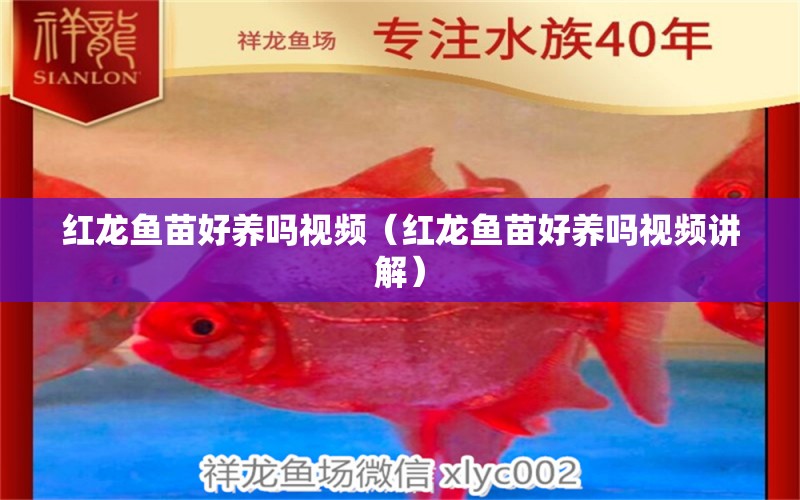 紅龍魚苗好養(yǎng)嗎視頻（紅龍魚苗好養(yǎng)嗎視頻講解）