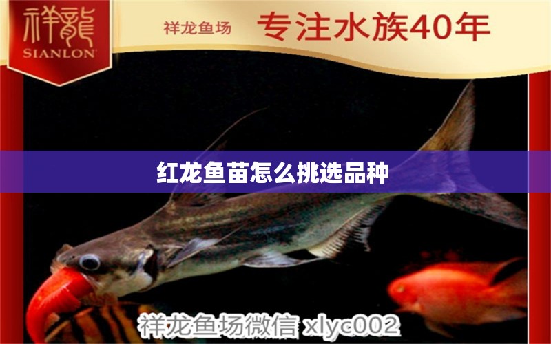 紅龍魚(yú)苗怎么挑選品種 