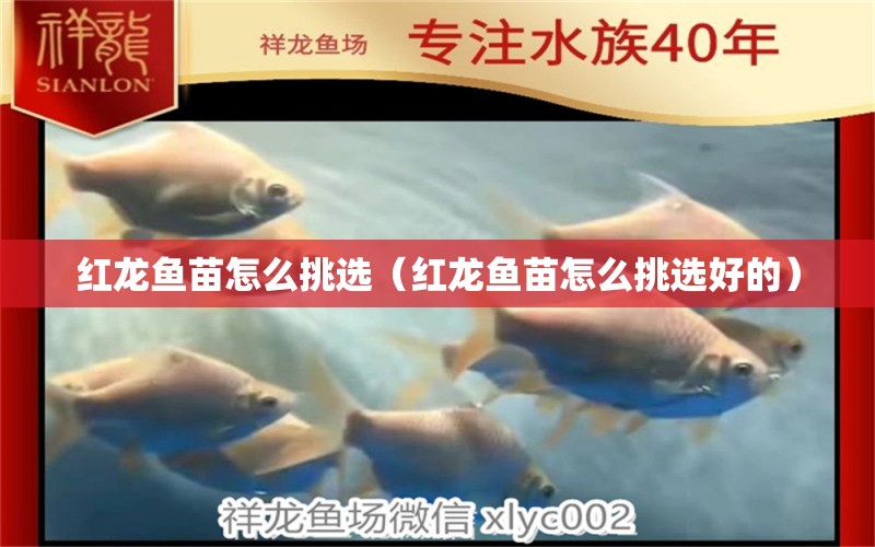 紅龍魚苗怎么挑選（紅龍魚苗怎么挑選好的） 廣州龍魚批發(fā)市場