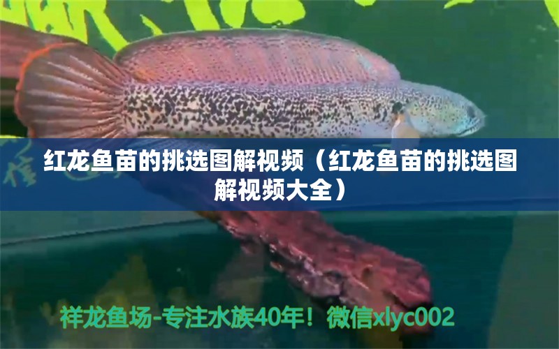 紅龍魚苗的挑選圖解視頻（紅龍魚苗的挑選圖解視頻大全）