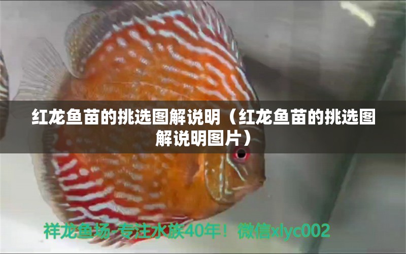 紅龍魚苗的挑選圖解說明（紅龍魚苗的挑選圖解說明圖片）