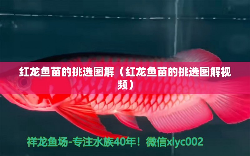 紅龍魚苗的挑選圖解（紅龍魚苗的挑選圖解視頻）