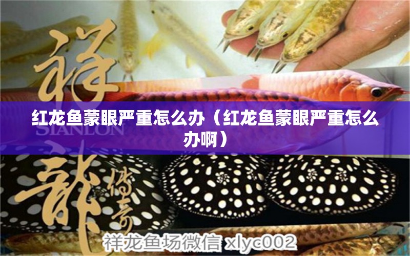 紅龍魚蒙眼嚴(yán)重怎么辦（紅龍魚蒙眼嚴(yán)重怎么辦?。? title=