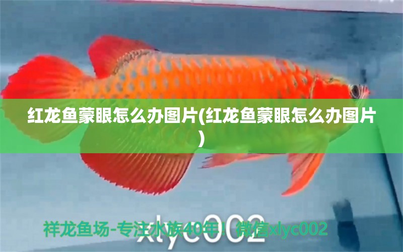 紅龍魚蒙眼怎么辦圖片(紅龍魚蒙眼怎么辦圖片) 祥龍魚藥系列