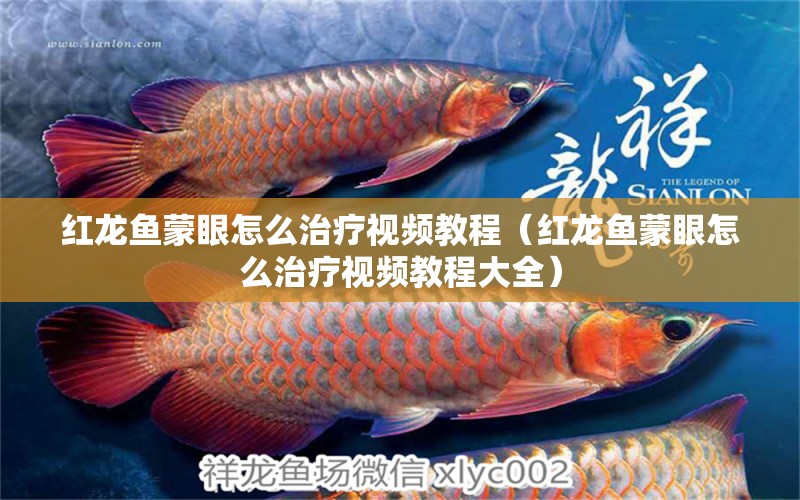 紅龍魚蒙眼怎么治療視頻教程（紅龍魚蒙眼怎么治療視頻教程大全）