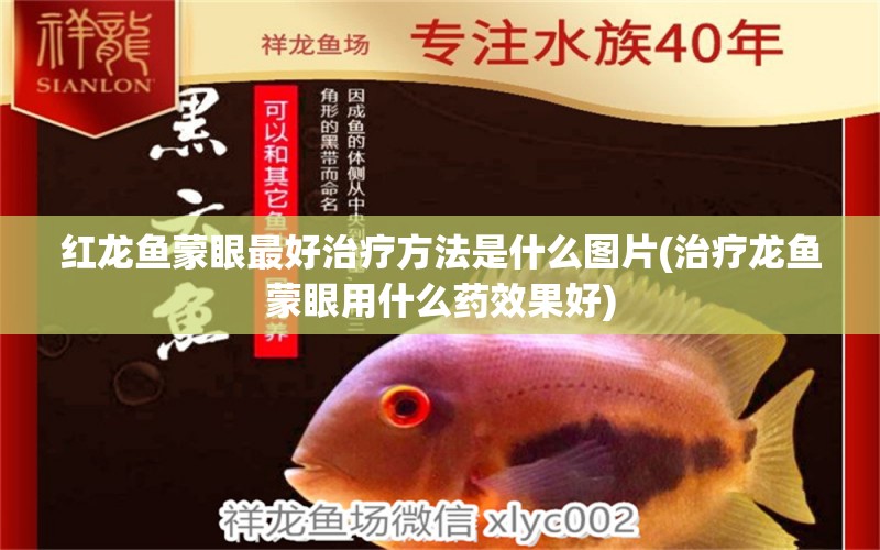 紅龍魚蒙眼最好治療方法是什么圖片(治療龍魚蒙眼用什么藥效果好) 祥龍赫舞紅龍魚