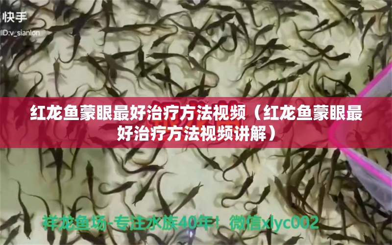 紅龍魚蒙眼最好治療方法視頻（紅龍魚蒙眼最好治療方法視頻講解） 印尼紅龍魚