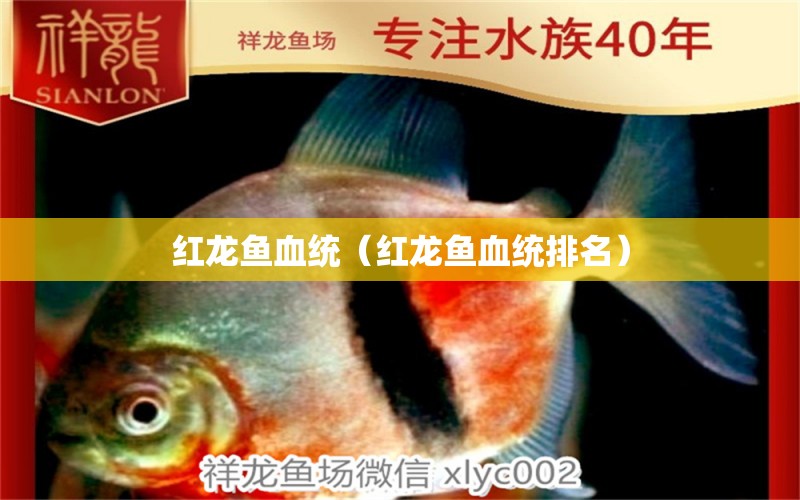 紅龍魚血統(tǒng)（紅龍魚血統(tǒng)排名） 印尼紅龍魚