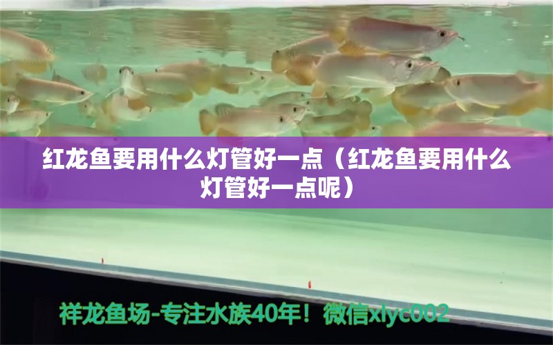 紅龍魚要用什么燈管好一點（紅龍魚要用什么燈管好一點呢）