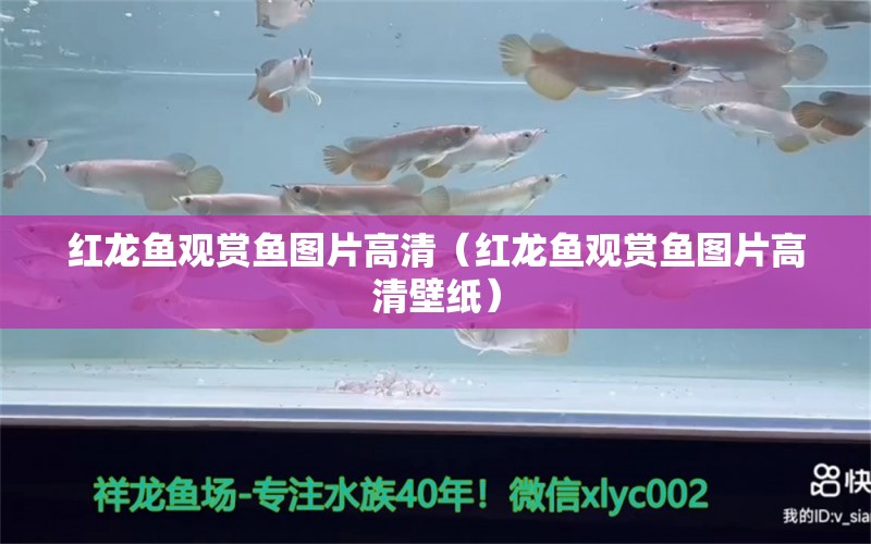 紅龍魚觀賞魚圖片高清（紅龍魚觀賞魚圖片高清壁紙）