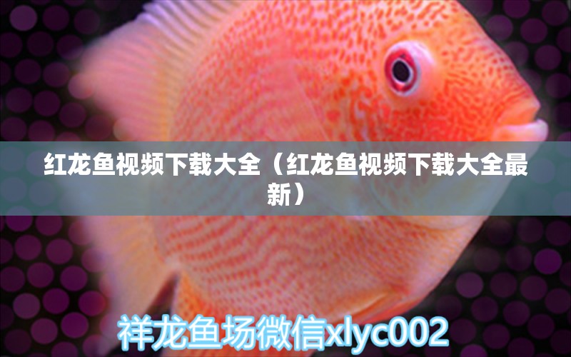 紅龍魚視頻下載大全（紅龍魚視頻下載大全最新）