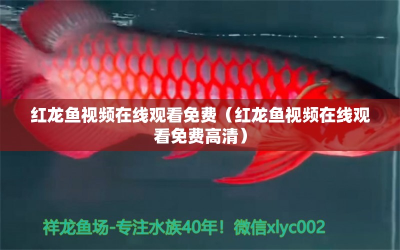 紅龍魚(yú)視頻在線觀看免費(fèi)（紅龍魚(yú)視頻在線觀看免費(fèi)高清）