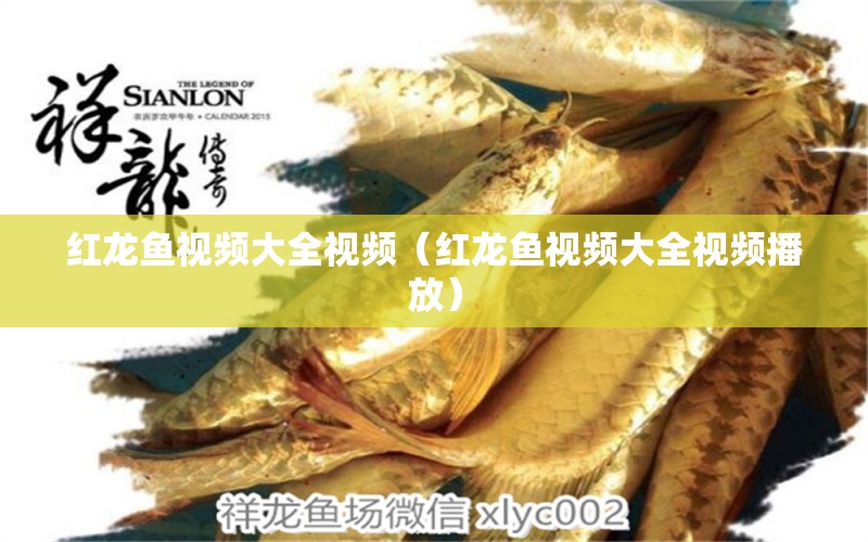 紅龍魚視頻大全視頻（紅龍魚視頻大全視頻播放） 印尼紅龍魚