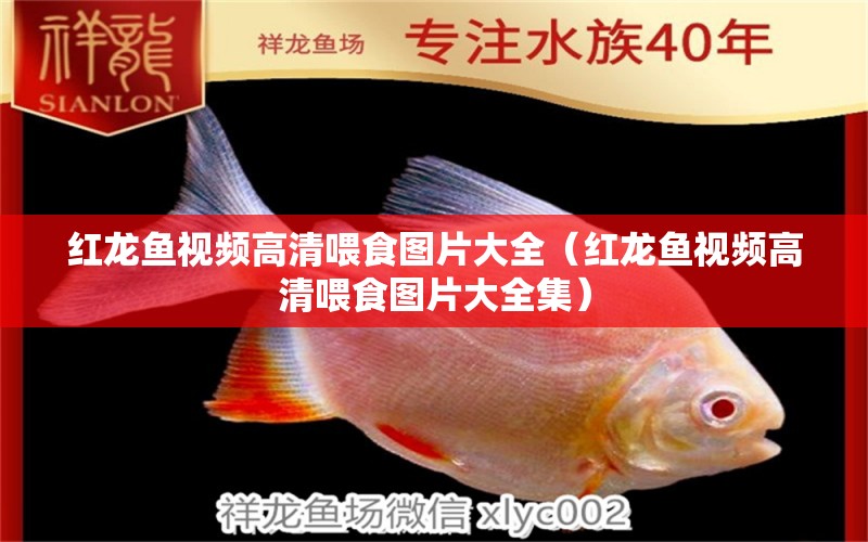 紅龍魚視頻高清喂食圖片大全（紅龍魚視頻高清喂食圖片大全集）